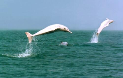 湛江海豚保護(hù)基地監(jiān)控系統(tǒng)案例