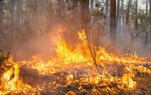 建設(shè)森林防火監(jiān)控預(yù)警系統(tǒng)的意義